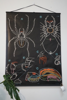 vintage-dr-auzoux-poster-chart-from-france-spider-biology-nz